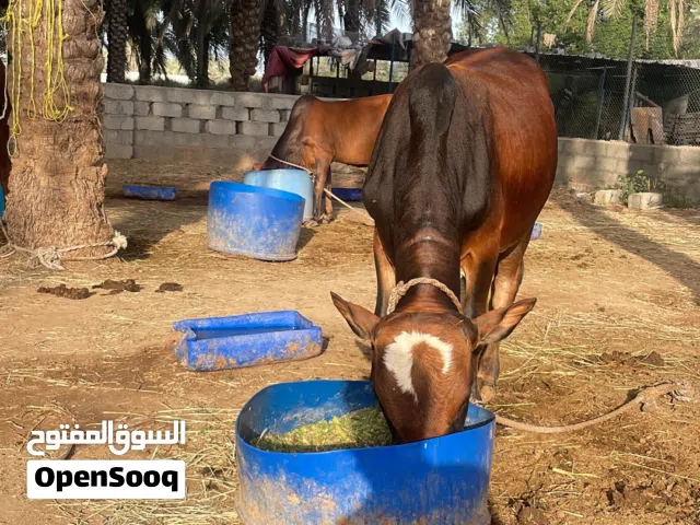 يوجد لدينا عجلات و عجاله عمانيات و خارجيات بسعر اقل عن السوق فووول سمنه التواصل على الواتس