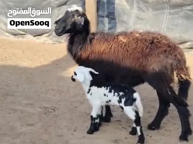 غنم للبيع تابع الوصف