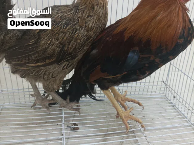 للبيع ديك ودجاجه محلي الموقع صلاله