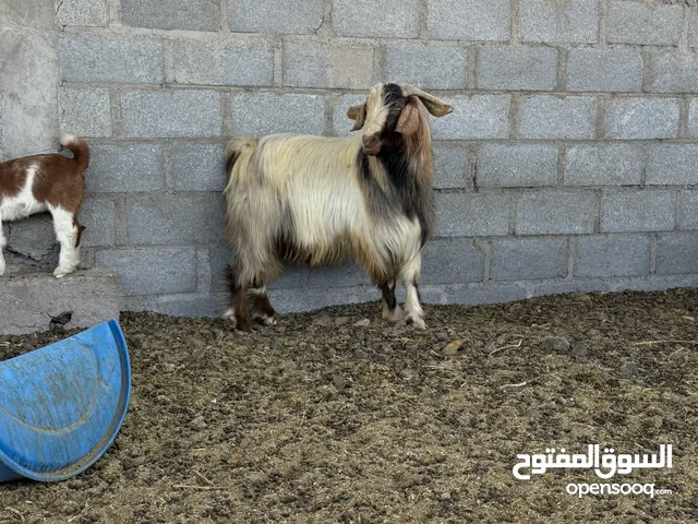 تيس الدار فحل
