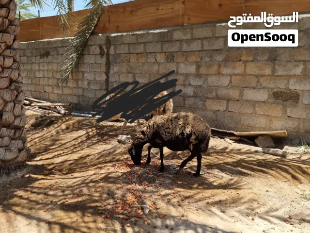 جاعدة يمنيه للبيع عشار
