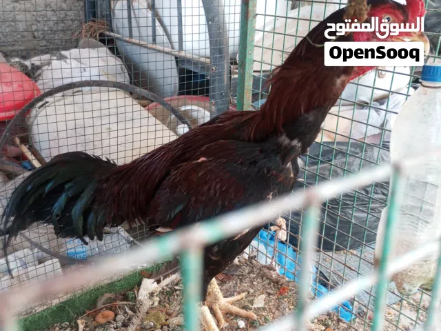 طيور للبيع فقط