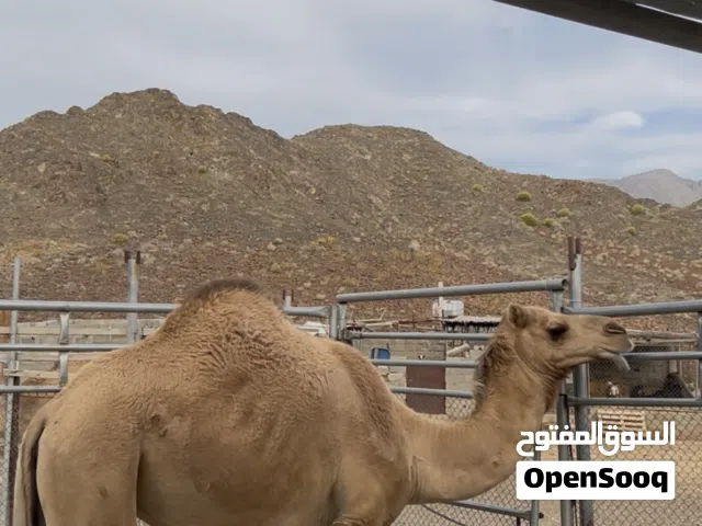 ناقه للبيع فقط