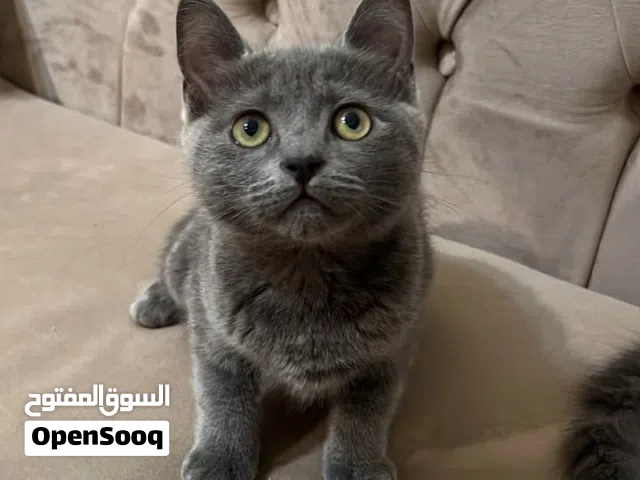 قططيس  فارسيه