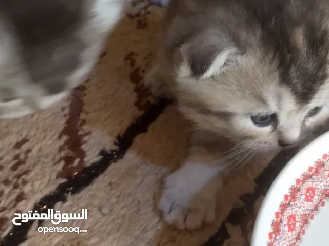 ذكريني وانثايتين للبيع فقط