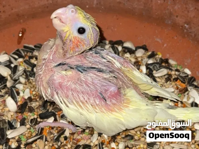 فرخ كوكتيل هفي بايد لاتينو