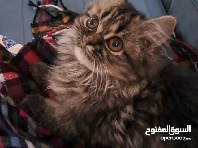 قط شيرازي ذكر العمر 5 شهور هجين هملايا شيرازي