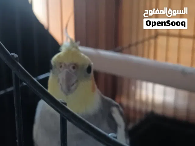 بسم الله عفوره