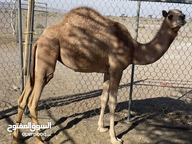 بكره فطيم مامركوضه