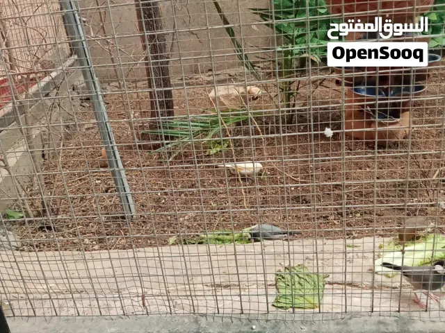 محمية طيور زينه
