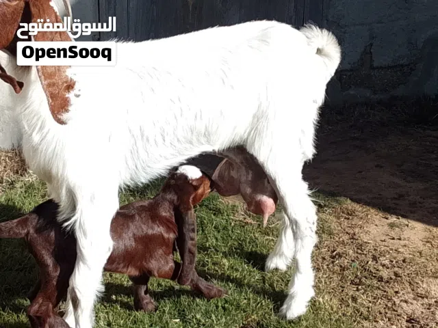 عنز هجين السن اول جمع والده جدي تبارك الله