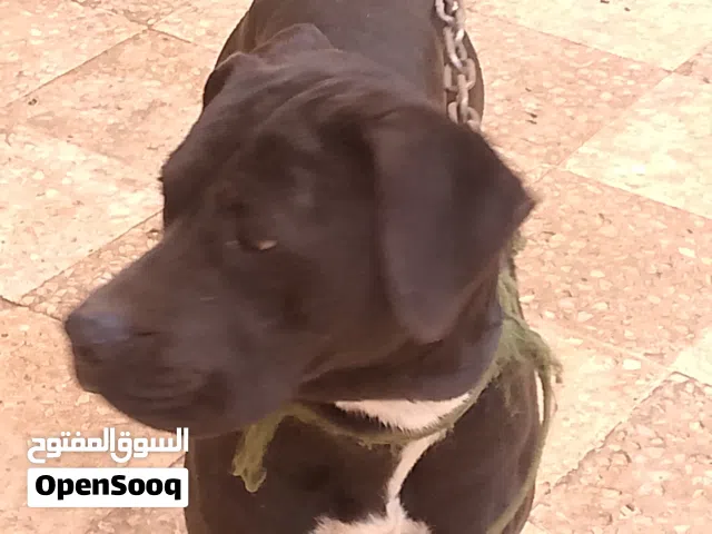 بيتبول ذكر اكس لارج للبيع