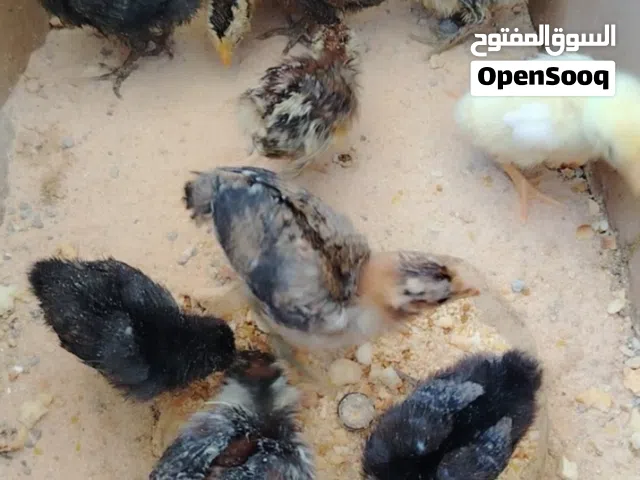 كتاكيت وطنية عمر شهر مخلطه ديك و دجاج بصحة جيده