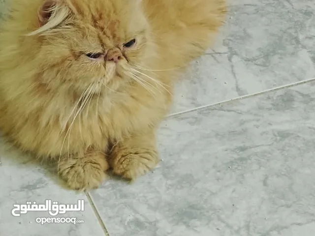 قطه بيرشن للبيع