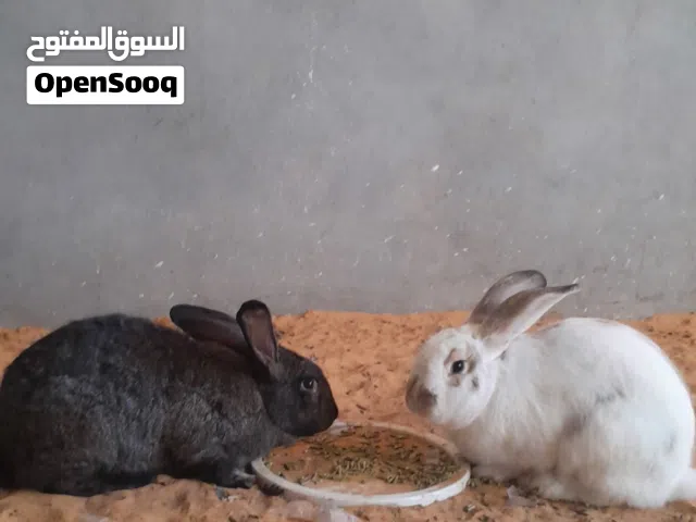 سلام عليكم اقدم لكم كوبية أرانب ذكر فراشة وانتى ألمانياا تحتهاا 9جراوي