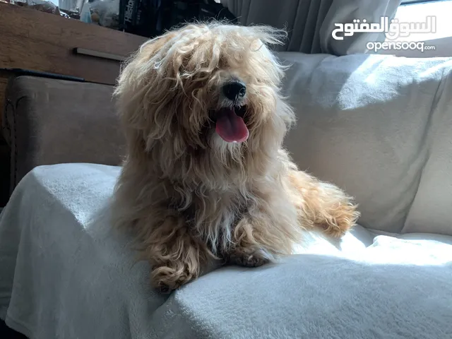 Multipoo dog
