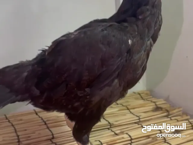 للبيع ديايه سنديه شيجرا منتجه