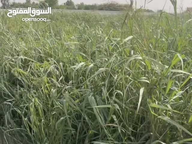 شروب بلوبنك