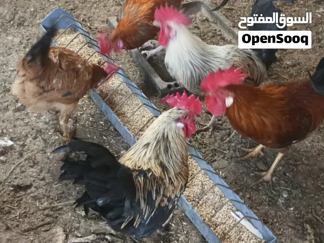 خمس ديوك بلدي للبيع