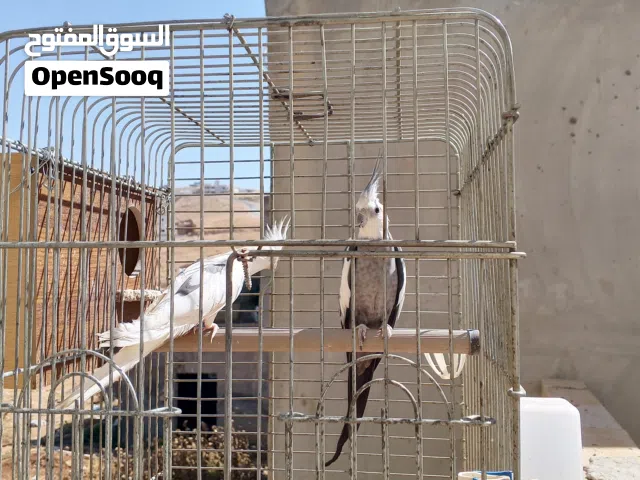 جوزين كوكتيل للبيع