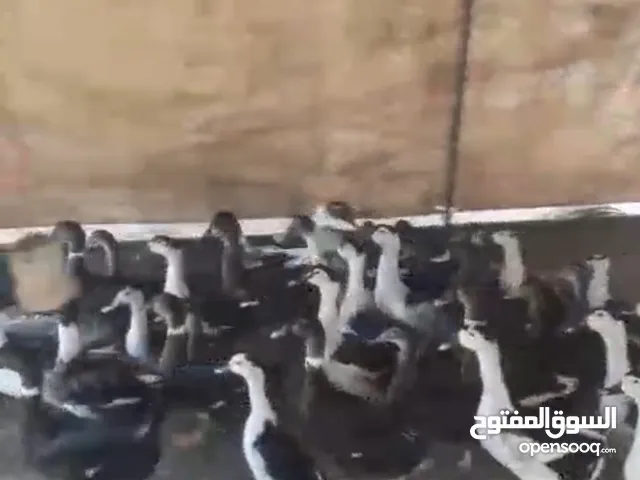 بط بلدي مصري