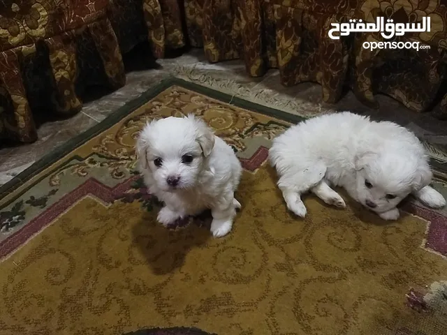 جراوي جريفون تربية منازل ذكور اشقية ولعبيين