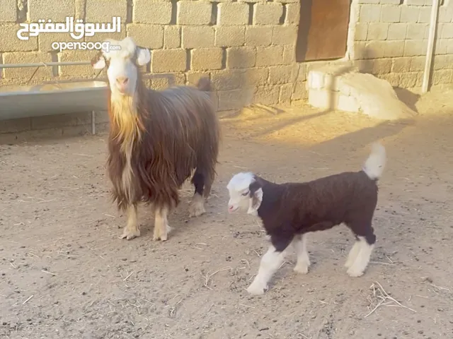 للبيع شاه من حلال الرحوب تحتها صخله