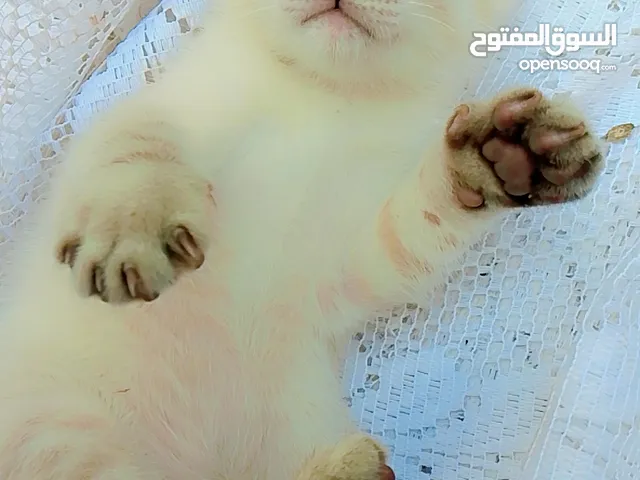 Chat......