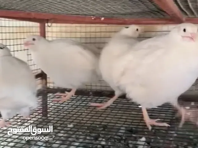 طيور سمان وزن 500 جرام