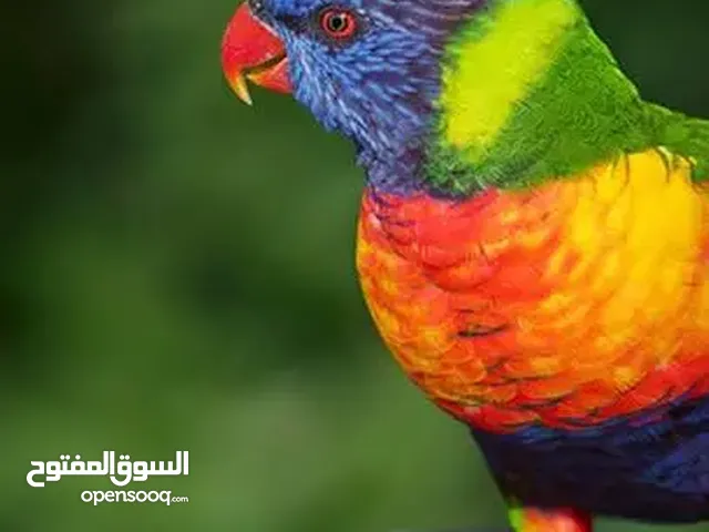 متوفر جميع انواع المعاكيف بأسعار تناسب الجميع