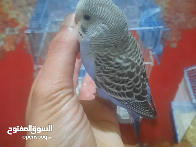 بادجي متكلم بفصاحه