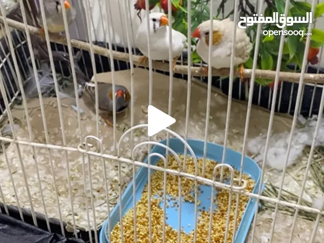 فناجس جامبو وسوبر جامبو