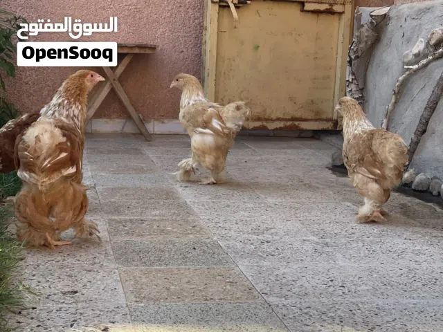 زوز كوبيات ليموني عمر تلاته شهور اقرأ الوصف