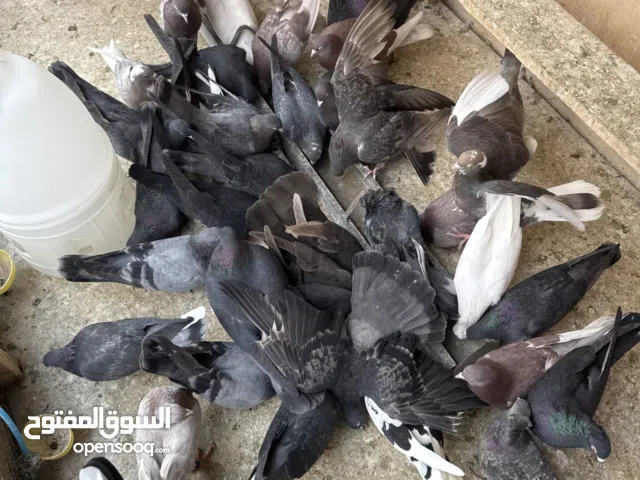 حمام كويتات الحبة 25