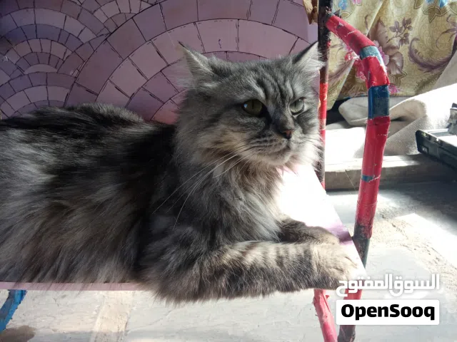 قط للبيع بسعر 150 دينار اردني النوع هملايا السعر جيد مقابل للتفاوض