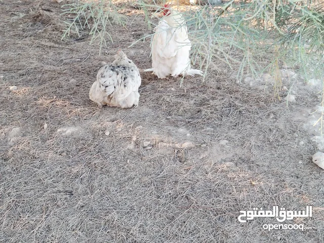 كوبيه السترالي