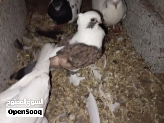 بيع حمام بسعر ارخص من السوق ومستوى طيب