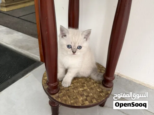 اسكواش فولد