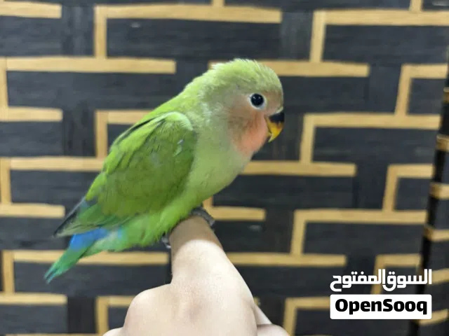 لاف بيرد أليف كبير