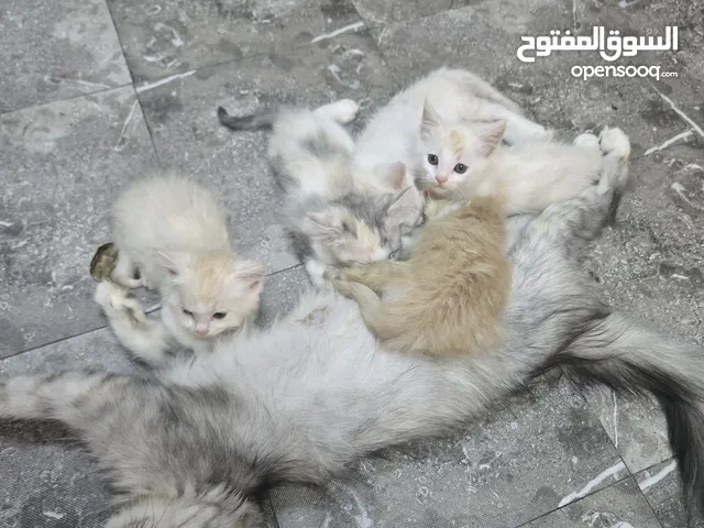 للبيع قطة شيرازيه مع أولادها عدد 6