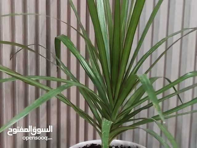 مجموعه من النباتات الداخليه  بقوار سيراميك فاخر