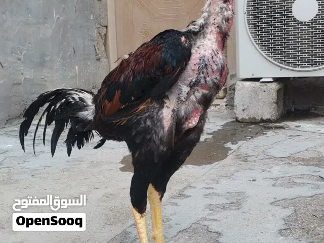 طير هندي تايلندي