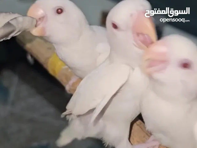 للبيع لوفبيرد بيعة سريعة