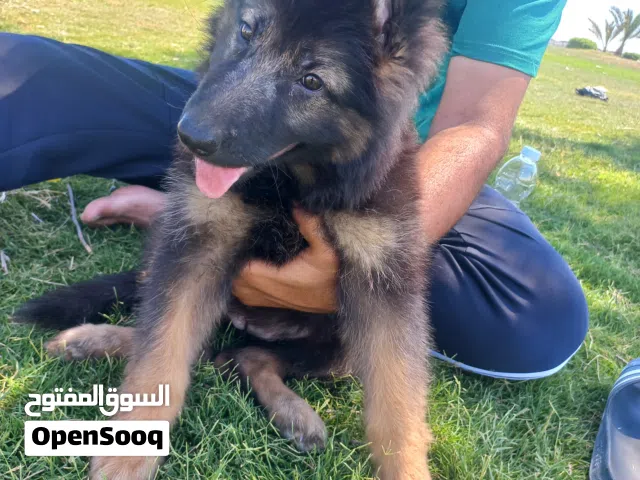 أنثى ىونق هير