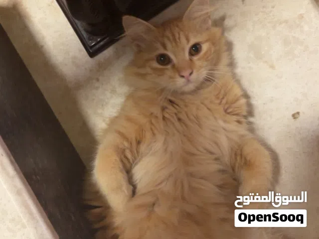 قطط شيراز بيور واحد عمره سنتين والثاني ما مكمل سنه