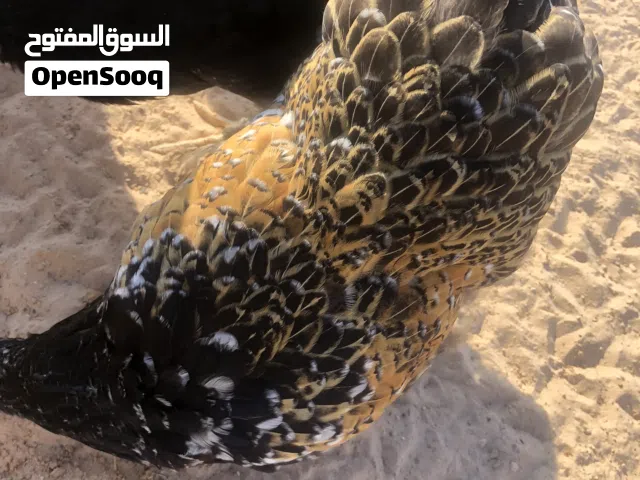براهمه استرالوب لامبرغيني
