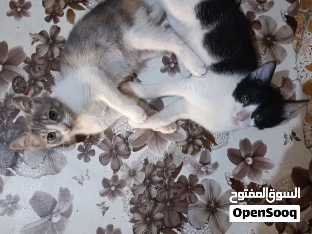 قطط نظيفات وكلش آليفات عمر 3 اشهر للتبني