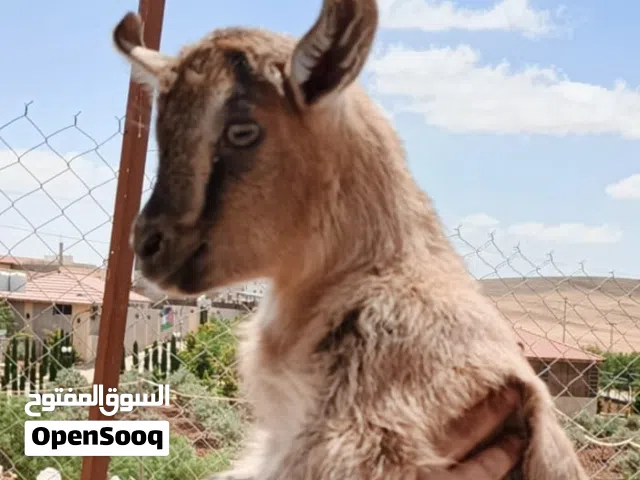 اللبينو عمر شهرين