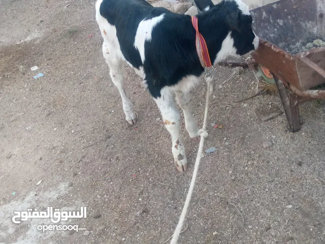 عجل حليب قطعه