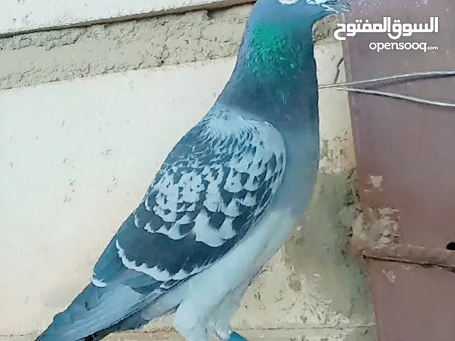 متاح فحل كويتي مديل 2020 سعر 35 الف